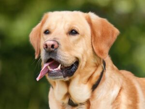 Le cinque razze di cani più costose di sempre: prezzi, informazioni utili, dove acquistarle