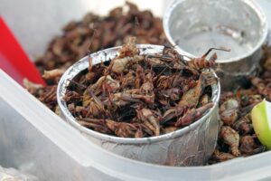 farina di grilli