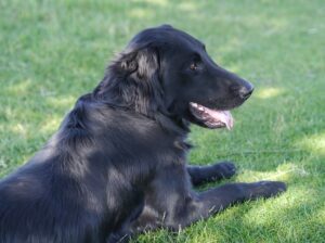 Cane