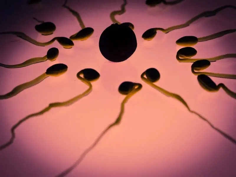 Fecondazione in vitreo nuovo metodo di selezione degli spermatozoi