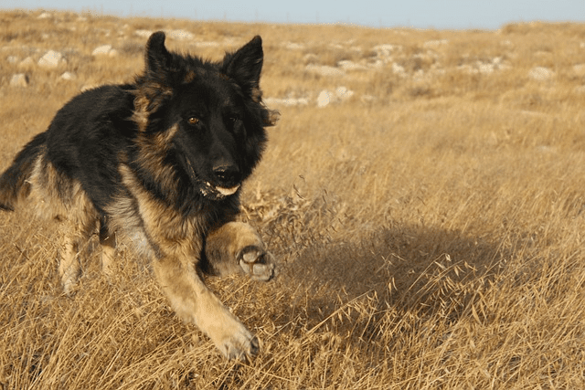 Come Fare Una Vacanza Pet Friendly? Ecco Le 3 Indicazioni di MondoUomo.it Per Valutare una Struttura Ricettiva