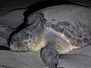 Tartaruga caretta caretta