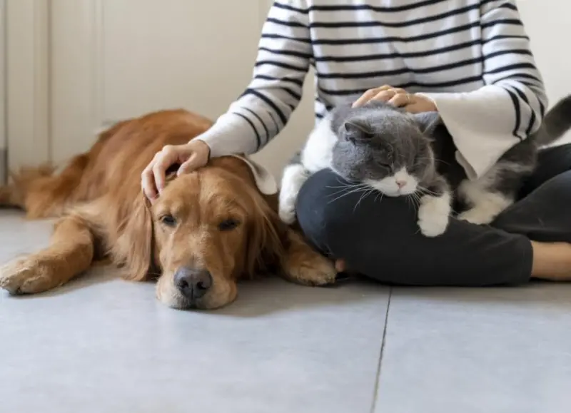 Giornata Mondiale della Salute Mentale: I Tangibili Benefici di Avere un Animale da Compagnia