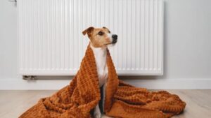 Riscaldamento domestico: Aumenti Fino a 1.200€ nella tua Bolletta del Gas!