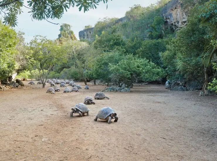 Rodrigues isola oceano indiano