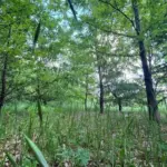 Foreste e Biodiversità: Il Ruolo Cruciale delle Aziende nella Lotta al Cambiamento Climatico