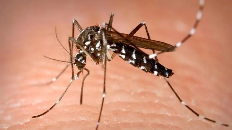 Dengue: come riconoscere e prevenire la malattia che colpisce milioni di uomini ogni anno