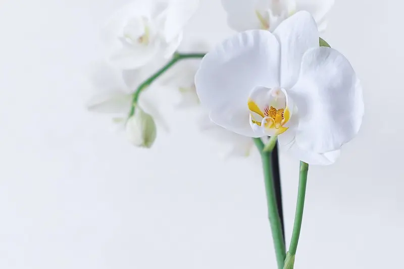 Fiori per San Valentino: una selezione dei più belli da regalare alla persona del cuore