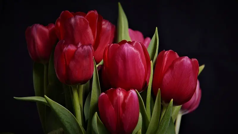 Fiori per San Valentino: una selezione dei più belli da regalare alla persona del cuore