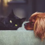 11 Aprile, National Pet Day: celebriamo i nostri animali domestici ed il loro immenso valore