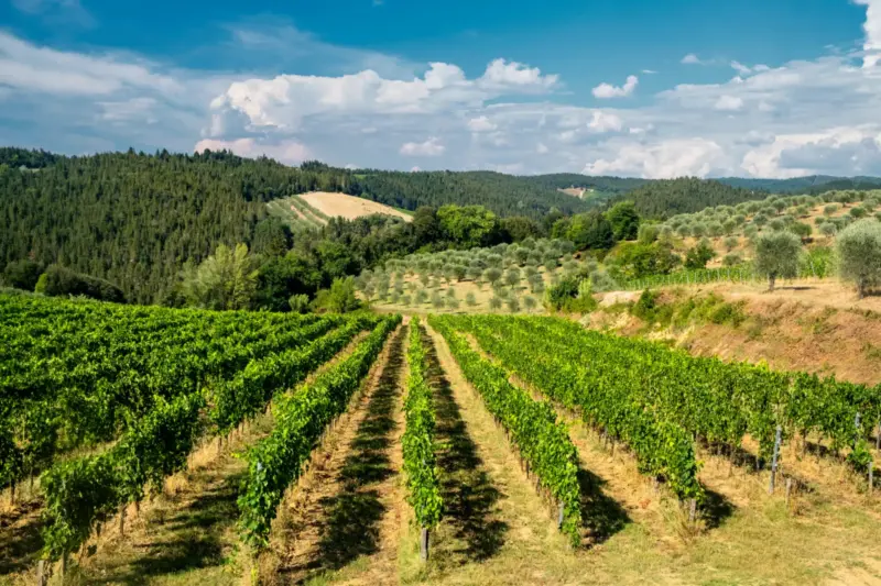 L'Enoturismo in Ascesa:? Allora è il Momento di Scoprire il Fascino della Toscana