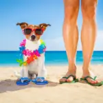 Vacanze Pet Friendly, Avventura Senza Confini Con i Nostri Pelosetti