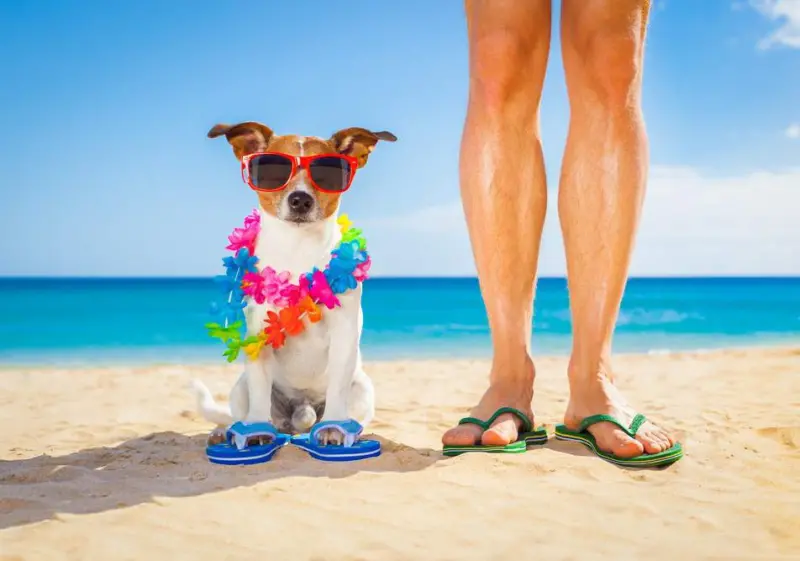 Vacanze Pet Friendly, Avventura Senza Confini Con i Nostri Pelosetti