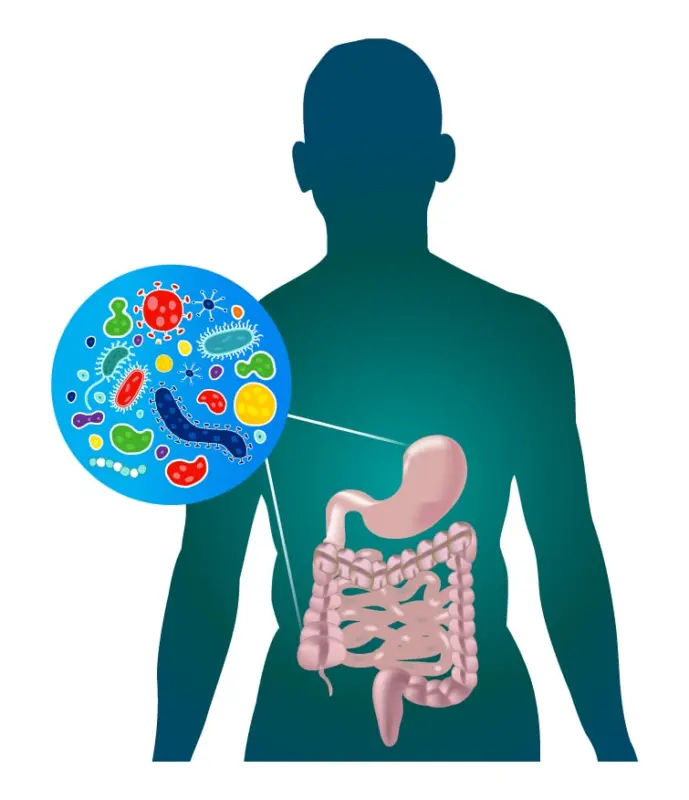 Il microbiota intestinale, un complesso ecosistema di trilioni di microrganismi che risiede nel tratto gastrointestinale, svolge un ruolo cruciale nella salute generale dell'uomo