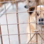 cani abbandonare, sempre più inglesi li lasciano