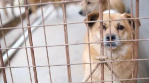 cani abbandonare, sempre più inglesi li lasciano