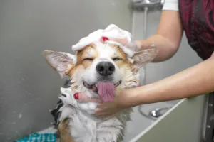 Come lavare il cane ed ogni quanto farlo
