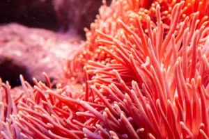 Creme solari e Reef Protection Factor- la nuova frontiera della protezione responsabile