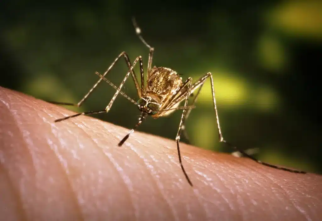 Virus West Nile: allerta nel Lazio dopo il decesso di una donna
