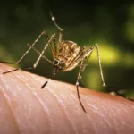 Virus West Nile: allerta nel Lazio dopo il decesso di una donna