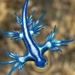 Il Drago Blu: il mollusco velenoso che minaccia le spiagge del Mediterraneo
