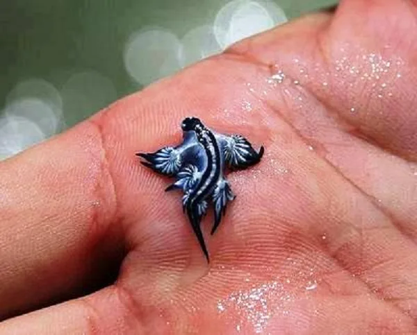 Il Drago Blu: il mollusco velenoso che minaccia le spiagge del Mediterraneo