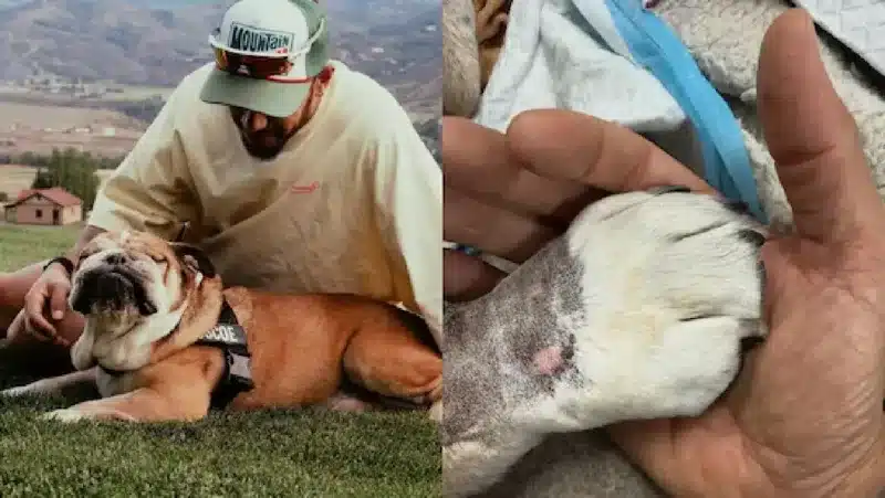 Roscoe sul Ponte dell'Arcobaleno, il dolore di Lewis Hamilton