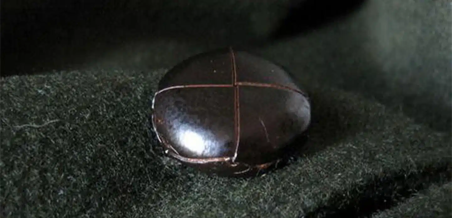 Schneiders Salzburg, il ritorno dell'icona del loden a Pitti Uomo 109