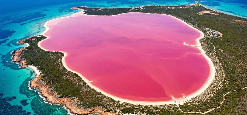 lago rosa Hillier